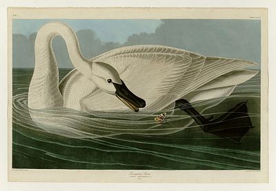 Birds of America by John James Audubon, Trumpeter Swan