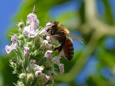 FLS  Bee Sucking Nectar, photo released to public domain by its author and copyright holder, Jon Sullivan