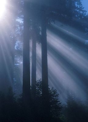 Redwood sunlight, with fog and sun rays, in Redwood National Park.  This image is in the public domain, as it is a work of a National Park Service employee.