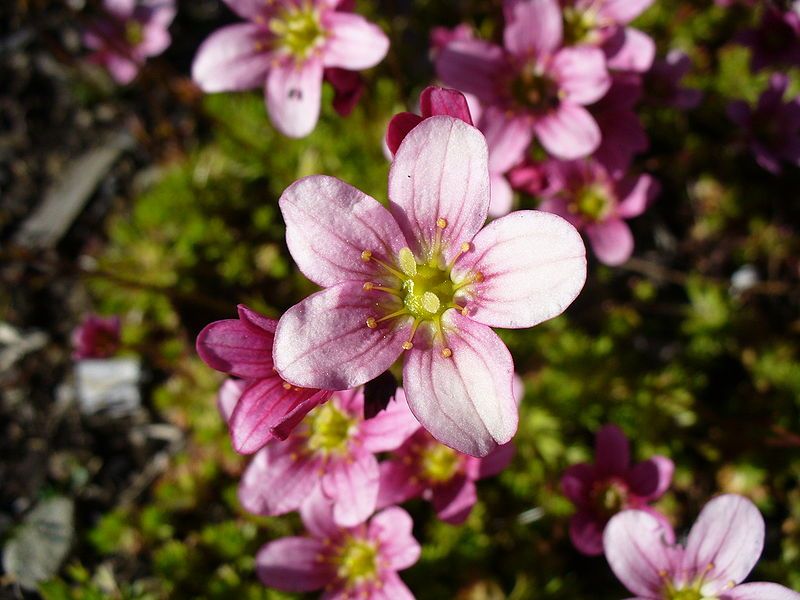 language-lady-capitalization-of-flowers