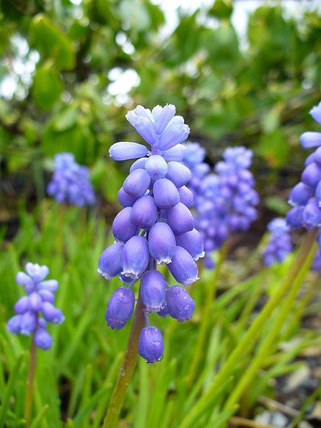 flowers released to public domain by author  Neelix