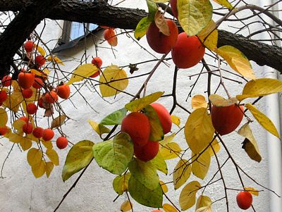 Ripe Hachiya persimmons on a tree in December, licensed under GNU Free Documentation license by author Downtowngal