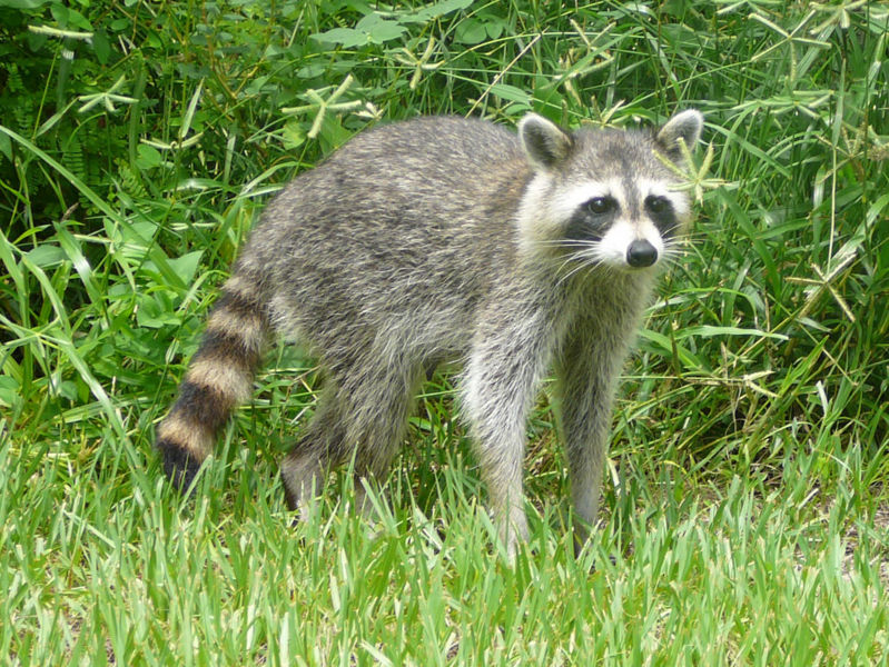 Common Raccoon, Birch state park, Fort Lauderdale, Florida, image published under GNU Free Documentation License 1.2 by author Bastique