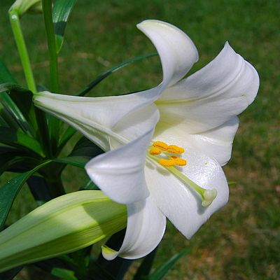 Easter Lily, published under Creative Commons Attribution ShareAlike 3.0 license by author UpstateNYer