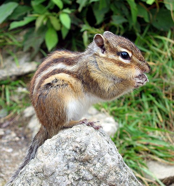 Siberian chipmunk, image released to public domain by its author, Andi W