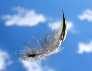 Feather_1, published by author Louise Docker from Sydney Australia, licensed under the Creative Commons Attribution 2.0 Generic license