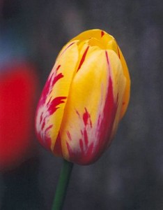 Tulip blossom, image released to public domain by its author, George